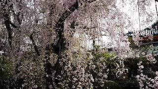 VStube 035 - KYOTO. Cherry peak bloom in Heian shrine (Apr 04, 2018)