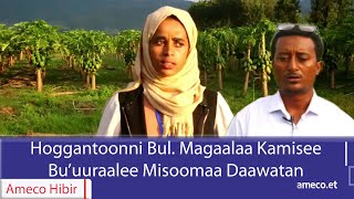 AMECO HIBIR: Hoggantoonni Bul. Magaalaa Kamisee Bu'uuraalee Misoomaa Daawwatan 27/02/2017