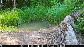 snowshoe hare 11Jul2024