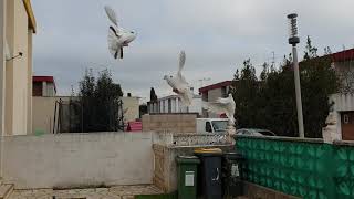 Голуби Рустама армянские голуби во Франции #голуби # pigeon #