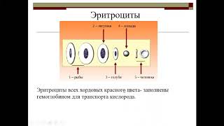 Эритроциты  Транспорт кислорода