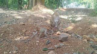 Gentle David walk frolic with Young Robin and Mama Rose look after  on Nov11,2024.G-Maz.2321.Ambers