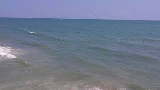 Pelicans diving into the water at North Myrtle Beach