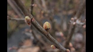 Весенняя обрезка смородины. Почковый клещ.