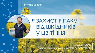 Захист ріпаку від шкідників у цвітіння