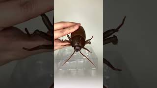 Rc Cockroach Unboxing || Remote control animal #shorts #remotecontrol