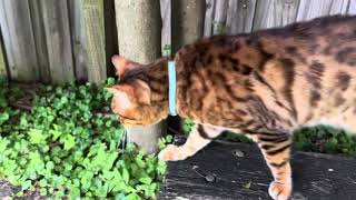 Bengal Cat