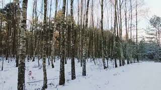 Enchanting Winter Stroll: A Journey Though the Sleeping Forest Snow Sound