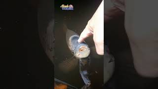 Kaloi Juga Tau Kangen, Efek ditinggal Tiga Hari #shots #ikan #ikankaloi #jinak #mancing