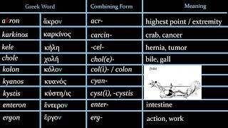 Medical Greek and Latin, Episode 10:  More Root Words