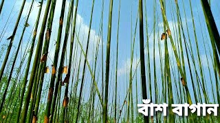 বাঁশ বাগান|| ইমাম চা বাগান এর|| বাহুবল উপজেলা|| হবিগঞ্জ|| Bamboo plant|| Bahubal|| Habiganj