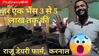 2 साल में जीरो से शुरू करके वापिस उसी मुकाम पे पहुचाया  Dairy Farm II