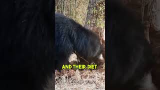 Sloth Bear: The Only Bear That Climbs Trees #shorts #facts #animals