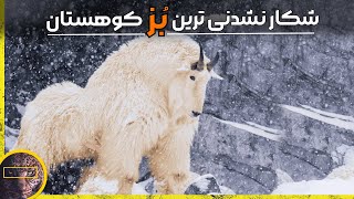 بز کوهی برفی در برابر شیر کوهی وعقاب طلایی | این بزهای کوهستانی به جاذبه اعتقاد ندارند