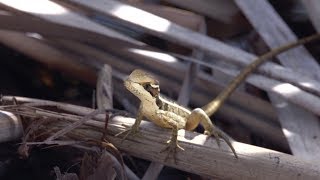 Juvenile Brown Basilisk 01 Footage