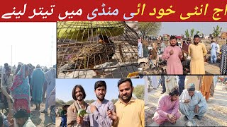 Sindh kala teetar Mandi #blackfrancolin #qudratbirdstv #teetarmandi