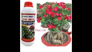 Phân Bón To Củ Max Root Chai 1 Lít – Cứng Chắc,Hạn Chế Dộp Thối Củ