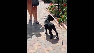 Щенок Кане Корсо 2,5 месяца, ЮБК Кеннел
#YUBKKENNEL
#CANECORSO