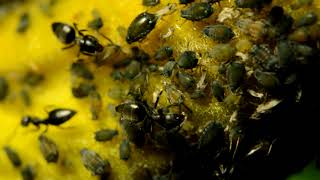 incredible closeup video of ants farming Aphids