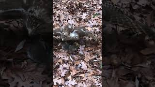 HAWK kills SQUIRREL. #wildlife #hunting #squirrel