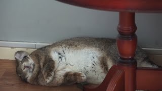 Flemish Giant Rabbit Dreaming Routine