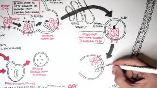 Immunology   MHC II Processing