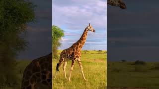 Epic Encounters and Extraordinary Facts You Never Knew About Giraffes