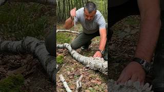 Survival Skills: Fire Starting with Wet Birch Bark and Magnesium. #survival #camping #lifehacks