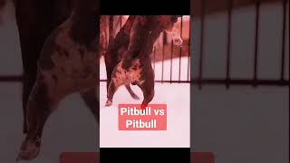 Pitbull vs Pitbull #pitbull #pitbullbreed #pitbulldog #shorts #youtubefeeds #feedshorts #ashortaday