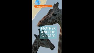 Long Neck Beauties- Mother and Kid Giraffe  #shorts