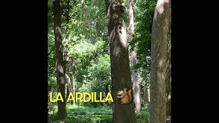 Ardilla 🐿 vocabulario español 🇪🇸