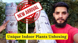 New Arrival | Unique Indoor Plants | Unboxing | Rare Garden