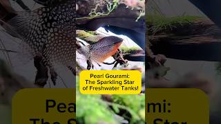 Pearl Gourami: The Sparkling Star of Freshwater Tanks! AquaVerse #pearlgourami #aquascape #shorts