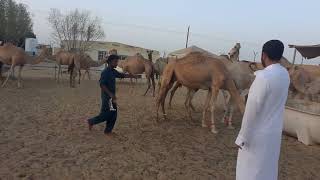 It is difficult to catch a very dangerous camel  Gulf Camel  Dubai Camel