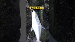 #shimano #fishing #fishingvideo #littma #reels #lures fish on 🎣🎣 Queen fish