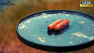 Satisfying Sausage Videos | Relaxing Chicken Sausage Videos | Mutton Sausage videos | Fried Sausage