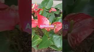 Anthurium plants #shorts #mylittlejungle #my #plants #plantita #anthurium