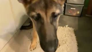 German shepherd dog tastes fruits and vegetable