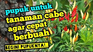 pupuk untuk tanaman cabe agar cepat berbuah