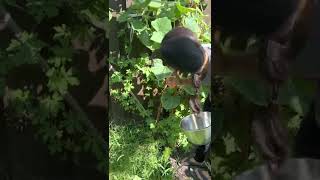 Humari chhotisi kheti, Backyard farm, homegrown vegetables, #vlog #farming