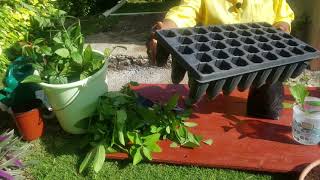 A No fuss Way to Propagate Garden Plants from Stem Cuttings