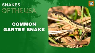 COMMON GARTER SNAKE