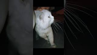 cute cat snowbell from the street #shorts #cat