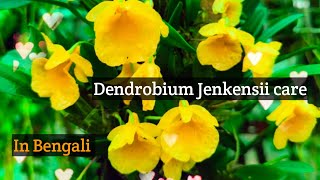 Dendrobium Jenkinsii care in Bengali!#orchid#gardening #dendrobium #speciesorchid @SandipOrchid