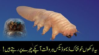 You are not alone Demodex are always on your face | Urdu/Hindi | Shirazi Tv