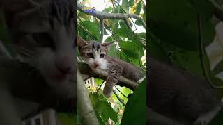 Aksi Penyelamatan Kucing #shots #cat #kucing #catvideos #catlover #animals