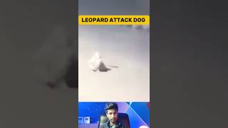 Leopard Attacks On Baby Dog India(part-2) | Hunting Time