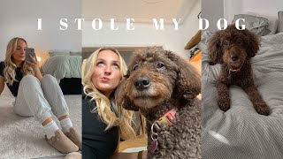 STEALING MY DOG AND MAKING HER A MANCHESTER GIRLY // weekly vlog