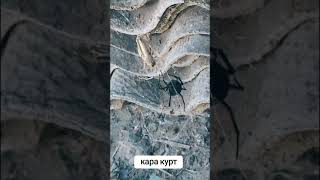 #каракурт#🕷🕸️🕷🕸️#