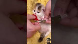 How Cutes #cute #kitten #shortsvideo #cat #babycat  #kitten